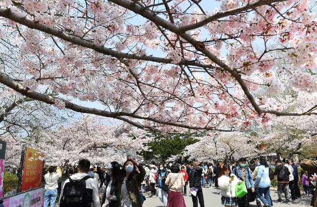 山东青岛:樱花盛开 扮靓四月天