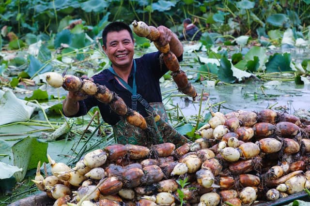 河南光山:莲藕丰收 助农增收