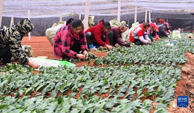 贵州丹寨:冬季扦插茶苗忙