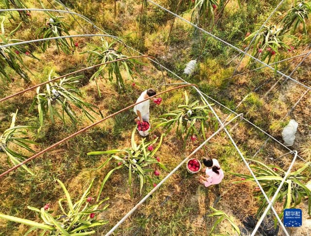 湖南道县：特色种植 助农增收