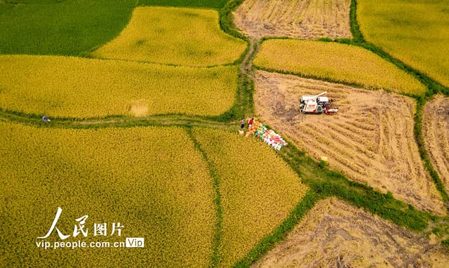 江西新余:秋收“金”稻 颗粒归仓