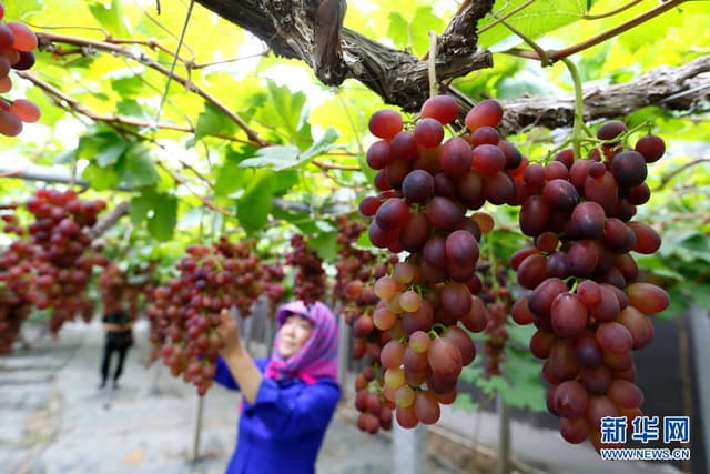 山东即墨:“农旅葡萄”迎丰收