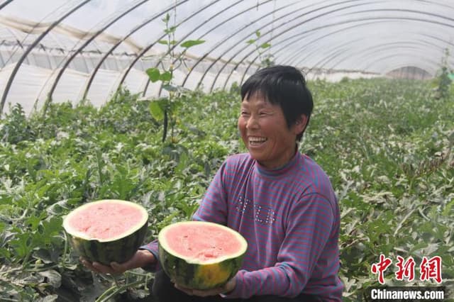 河南中牟:“西瓜村”人的甜蜜事业