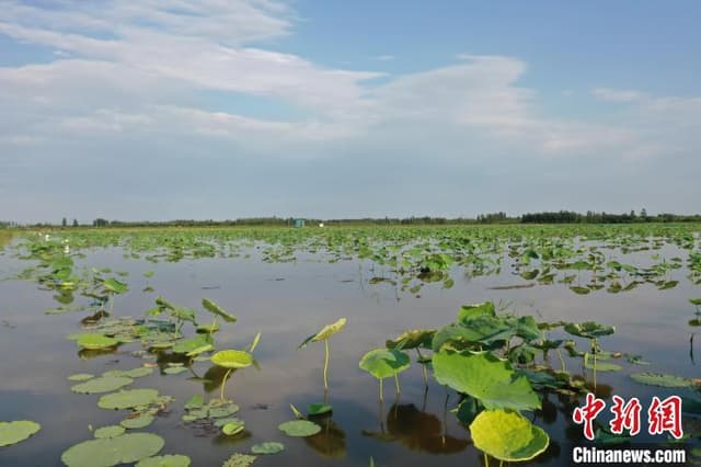 河北新河:一座小乡村的美丽“蝶变”