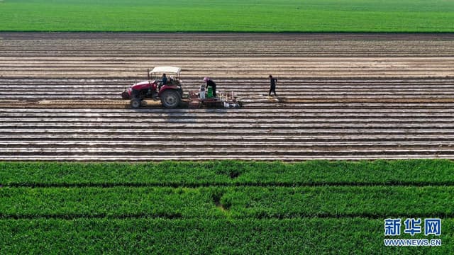 河北丰南:花生种植助力乡村振兴