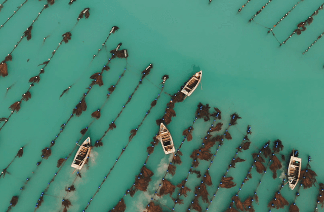 山东荣成:中国海带之乡冬日“播种忙”
