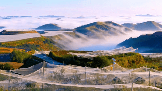 陕西延安南沟村:“小苹果”映红振兴路