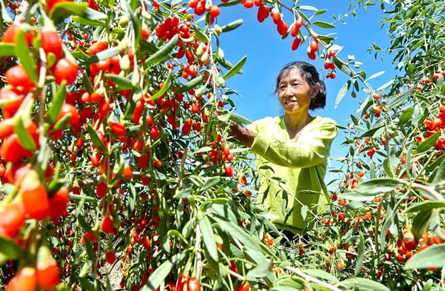 甘肃山丹:枸杞喜丰收