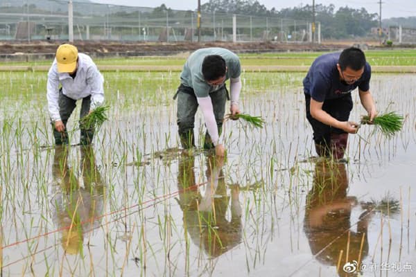 “天稻下凡”:嫦娥五号太空稻安家田间