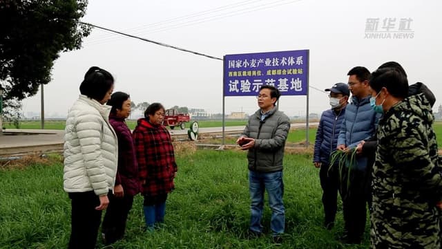 四川:试验田里解难题 促来年小麦丰收