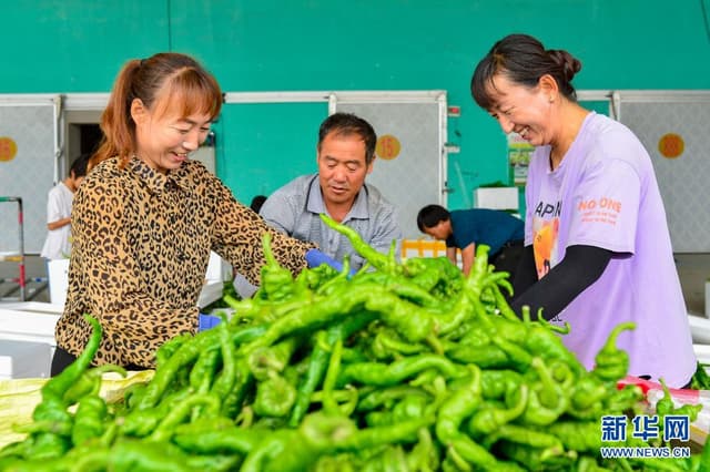 内蒙古鄂尔多斯:小辣椒大市场