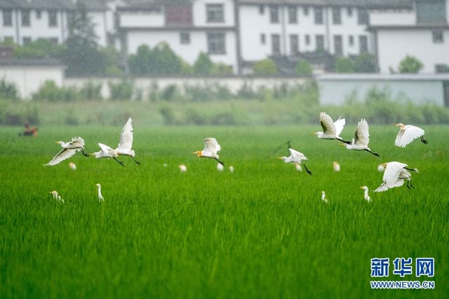 云南洱源:水田飞群鹭 乡村美如画