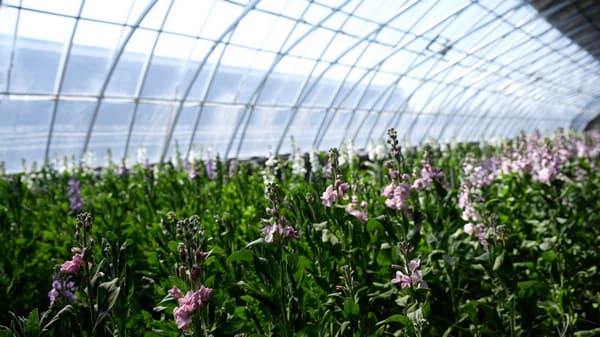 牡丹江:“花经济”延伸乡村产业新业态