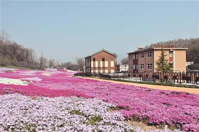 河南洛阳栾川:美丽乡村如花海 群众生活比蜜甜