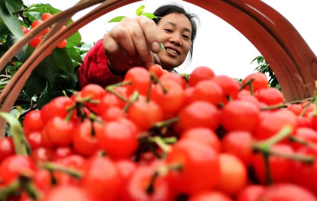 四川仁寿:红了樱桃 乐了游客 富了果农