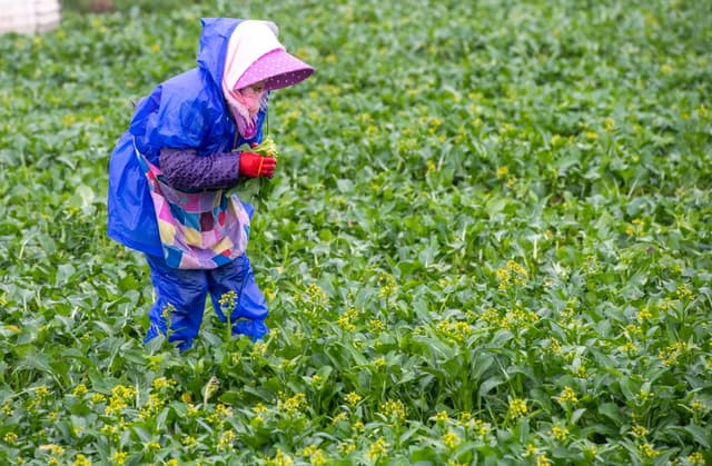 湖南道县:冬收蔬菜保供应