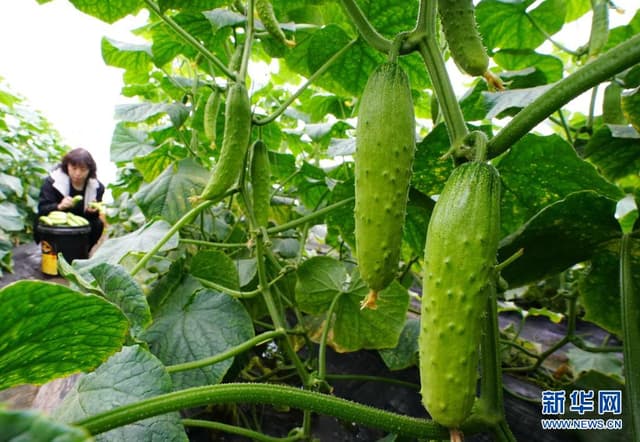 河北滦州:小黄瓜助力农民增收致富