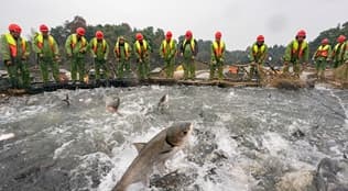 江西仙女湖:巨网冬捕迎丰年