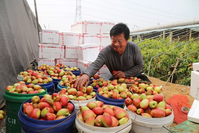山东聊城:“油桃村”走出特色增收路