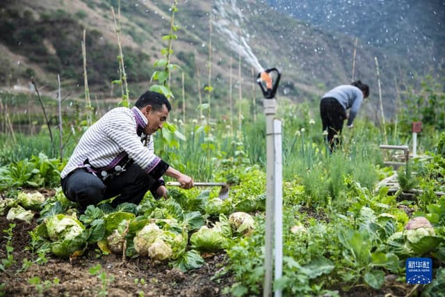 云南泸水:打造“微菜园” 方便搬迁居民