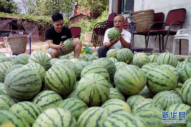 重庆北碚:产业兴旺助力乡村振兴