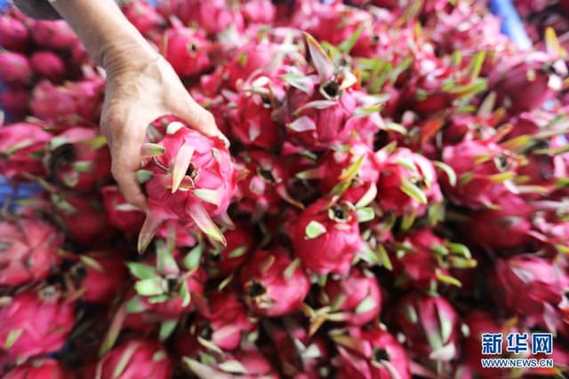 贵州习水:特色种植助农增收