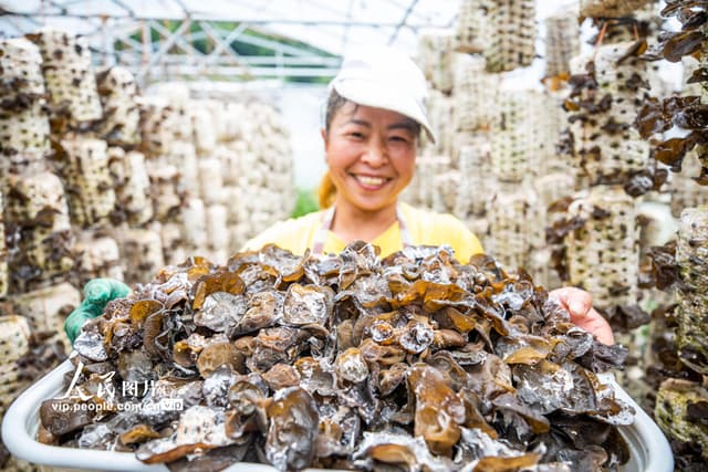 贵州纳雍:发展木耳产业 助力乡村振兴