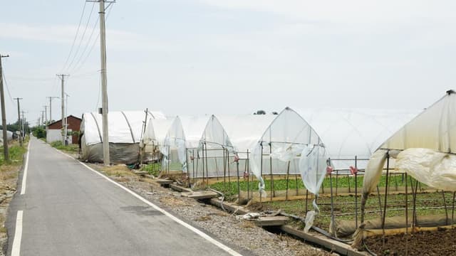 长江村里话振兴:一棵蔬菜种出乡村新图景