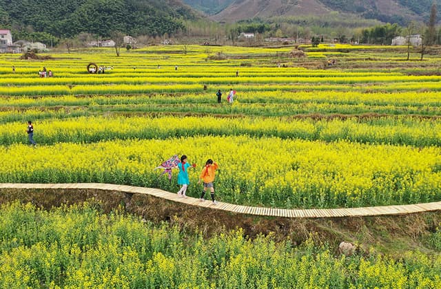 安徽旌德:梯田花海春色美