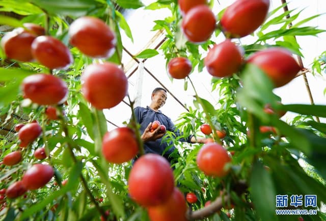 河北曹妃甸:发展特色果蔬促增收