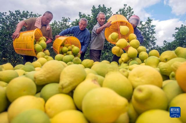 湖南道县:“柚”迎丰收富农家