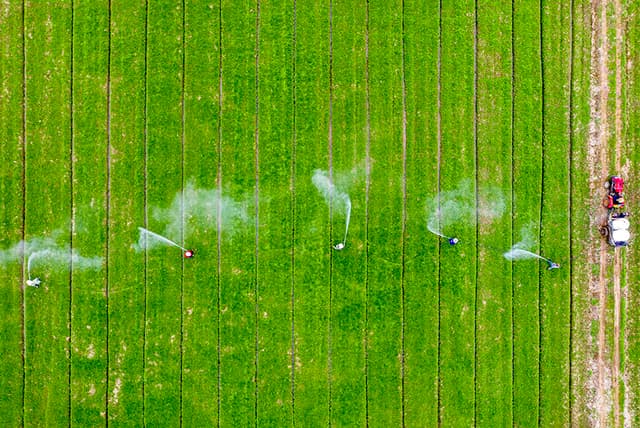 安徽庐江:人勤春来早 小麦田管忙