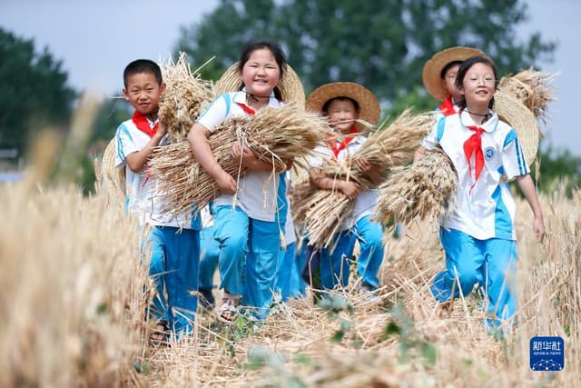 山东即墨：校园“小麦农” 田间收获忙
