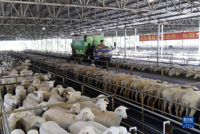 广西都安:农业产业园助推高质量发展