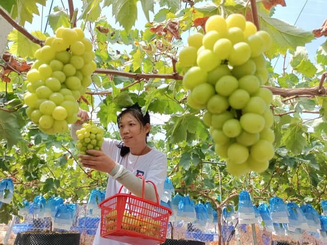 喜迎二十大|湖南安乡:产业兴旺村民富