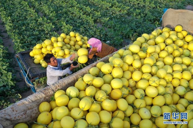 甘肃民勤:20万亩蜜瓜成熟上市