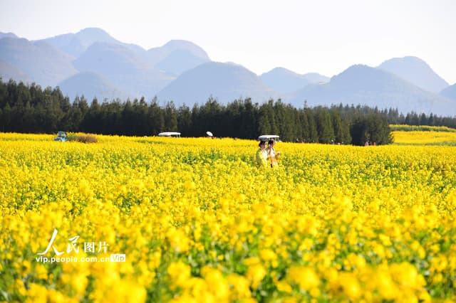 云南罗平:油菜花开醉游人