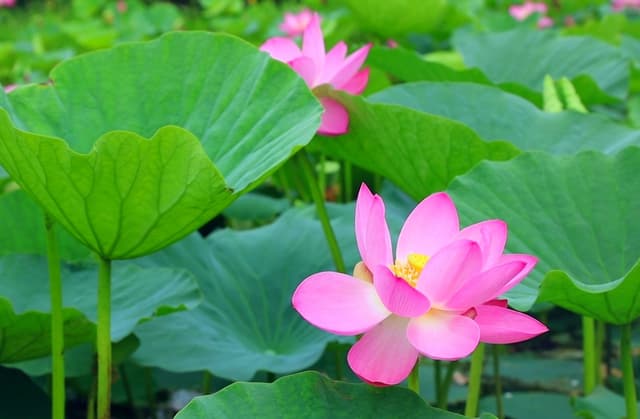 黑龙江:兴凯湖畔百朵荷花竞相开放