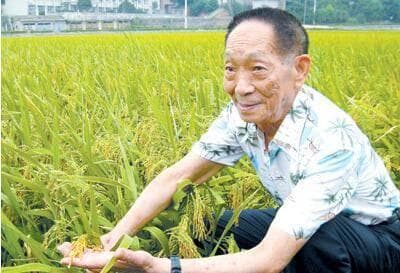 张凤启诗歌:稻香沁人