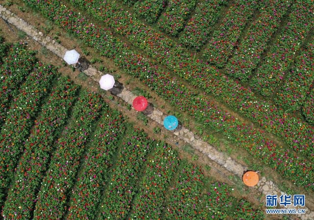 湖南张家界:夏日花海引客来