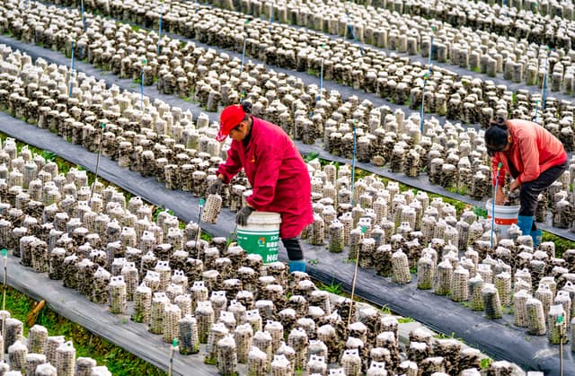 江西新余:小小木耳助增收