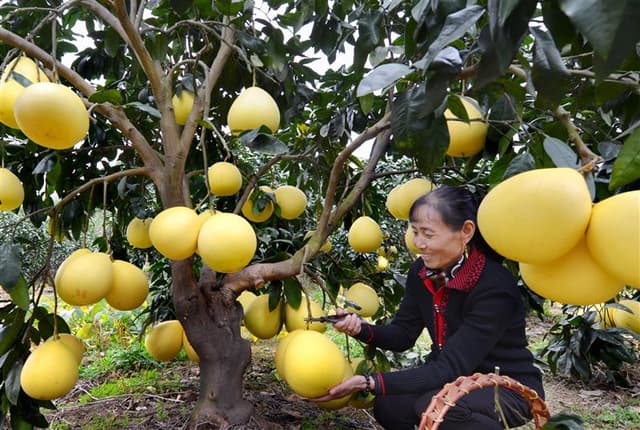 四川星光村:小果园不惧市场沉浮
