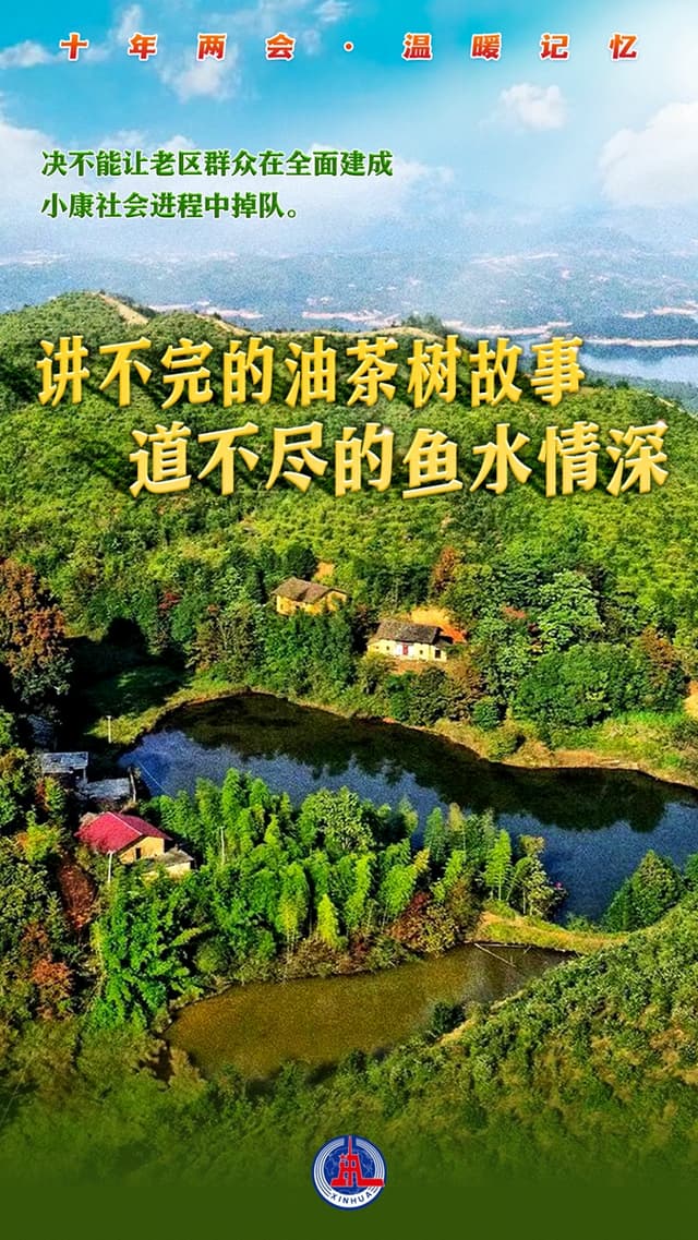 “讲不完的油茶树故事,道不尽的鱼水情深”