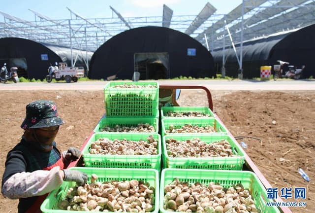 河北承德:“农光互补”提升土地产业效益助力乡村振兴