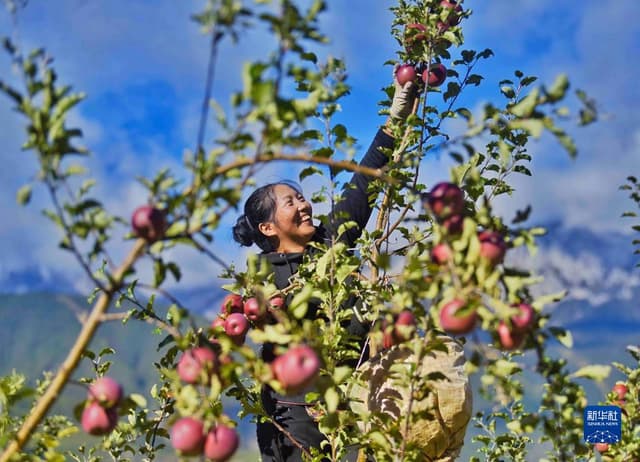 四川甘孜:雪山下的高原苹果熟了!