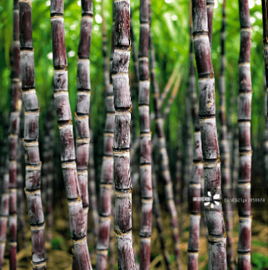 广西崇左江州区:一根甘蔗承载的“甜蜜生活”