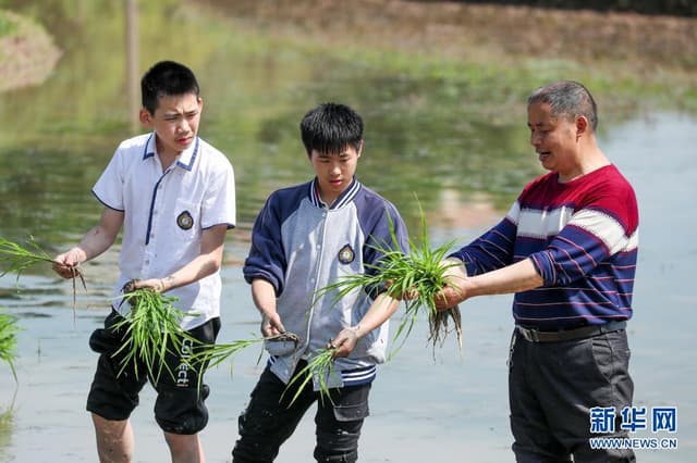 四川华蓥:稻田里的劳动课