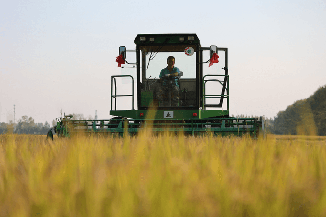 黑土地上的“兴农”新画卷:良种配良法 振兴谋产业