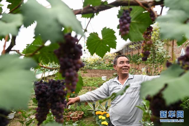 魏金明:我在玉树32年种出“江南绿”