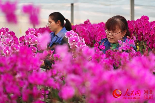 河北张家口:富农花开香满园
